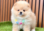 Safkan Pomeranian Boo Yavrularımız